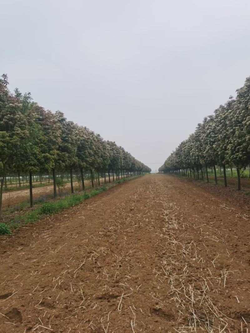 绿化工程风景树，高杆红叶石楠树，欢迎订购，
