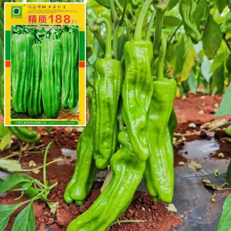 大家族精质188薄皮椒种子高产灯笼椒大果辣椒种子黄绿皮椒