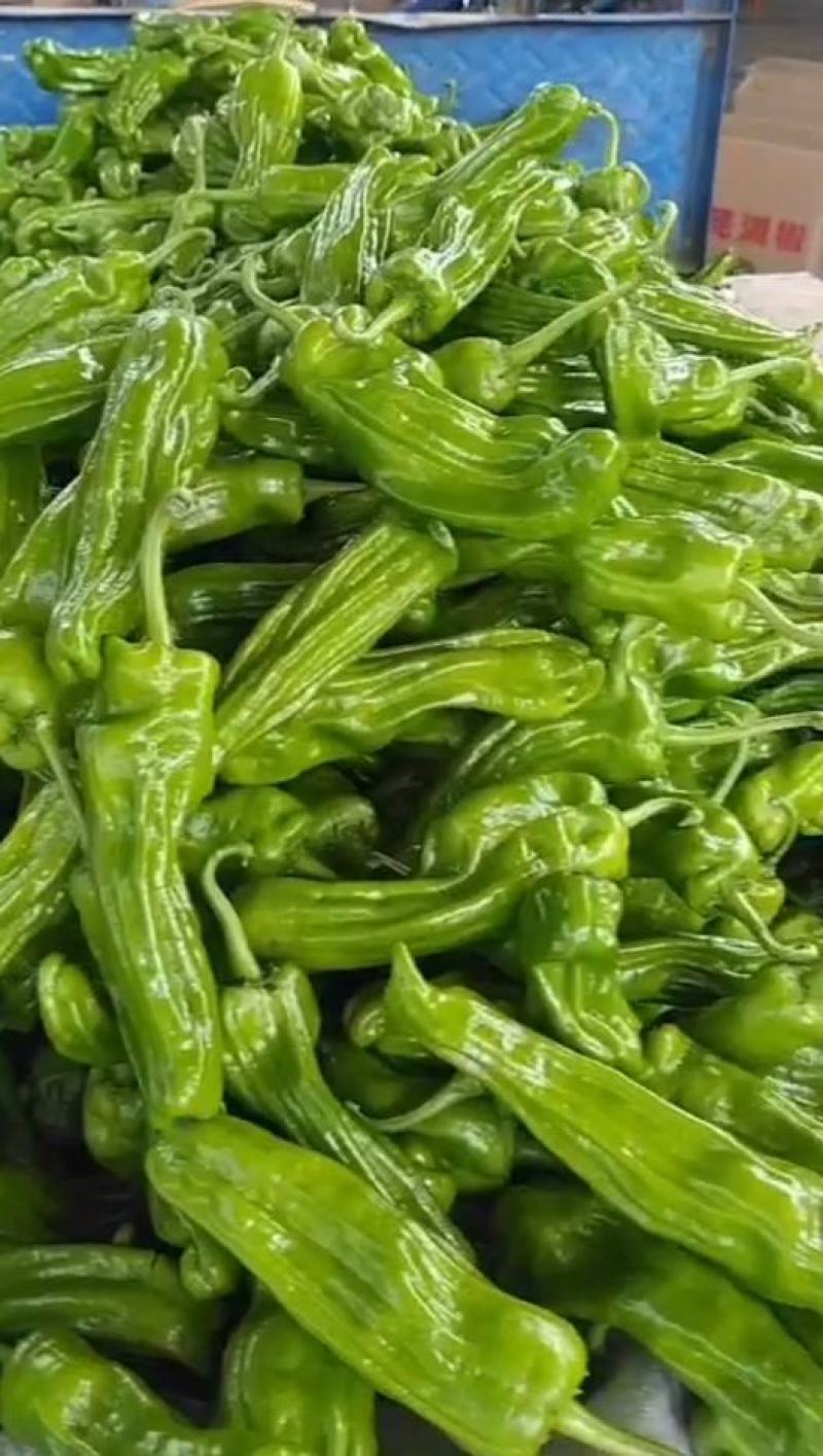 大家族精质188薄皮椒种子高产灯笼椒大果辣椒种子黄绿皮椒