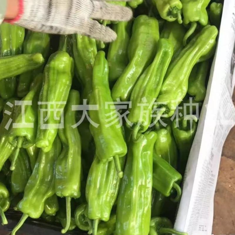 大家族精质188薄皮椒种子高产灯笼椒大果辣椒种子黄绿皮椒