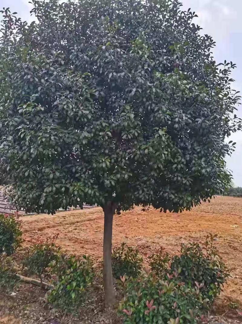 绿化工程风景树，高杆红叶石楠树，欢迎订购，