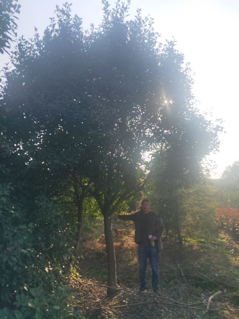 绿化工程风景树，高杆红叶石楠树，欢迎订购，