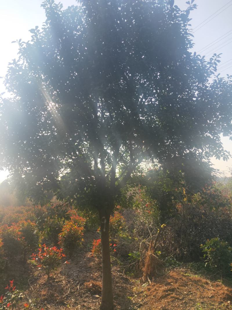 绿化工程风景树，高杆红叶石楠树，欢迎订购，