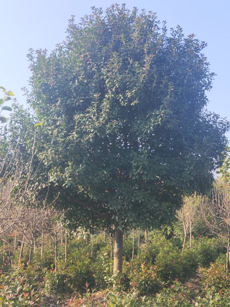 绿化工程风景树，高杆红叶石楠树，欢迎订购，
