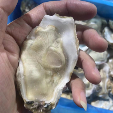原浆冻半壳牡蛎