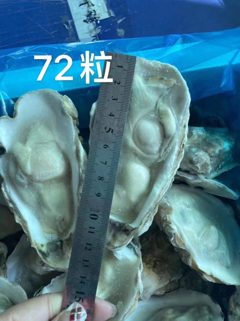 原浆冻半壳牡蛎
