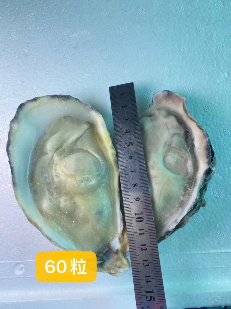 原浆冻半壳牡蛎