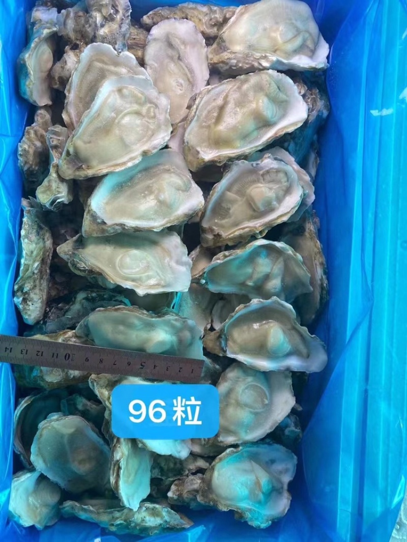 原浆冻半壳牡蛎