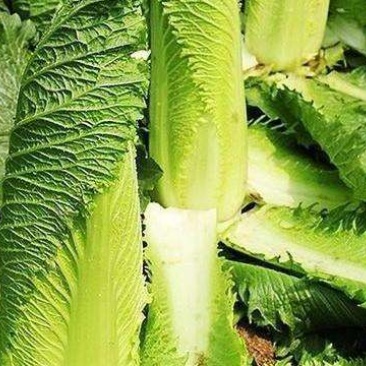 龙牙菜