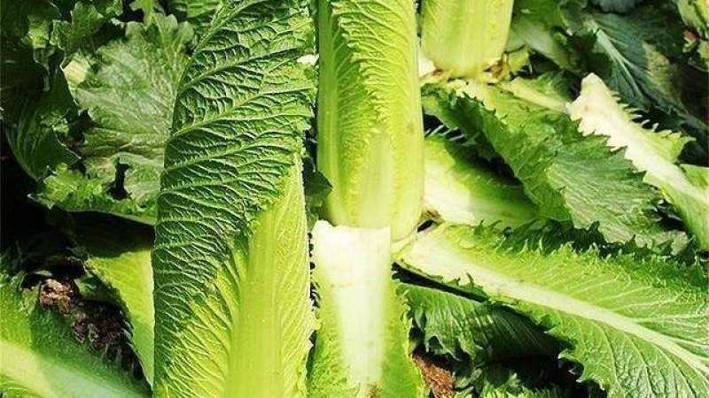 龙牙菜