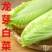 龙牙菜