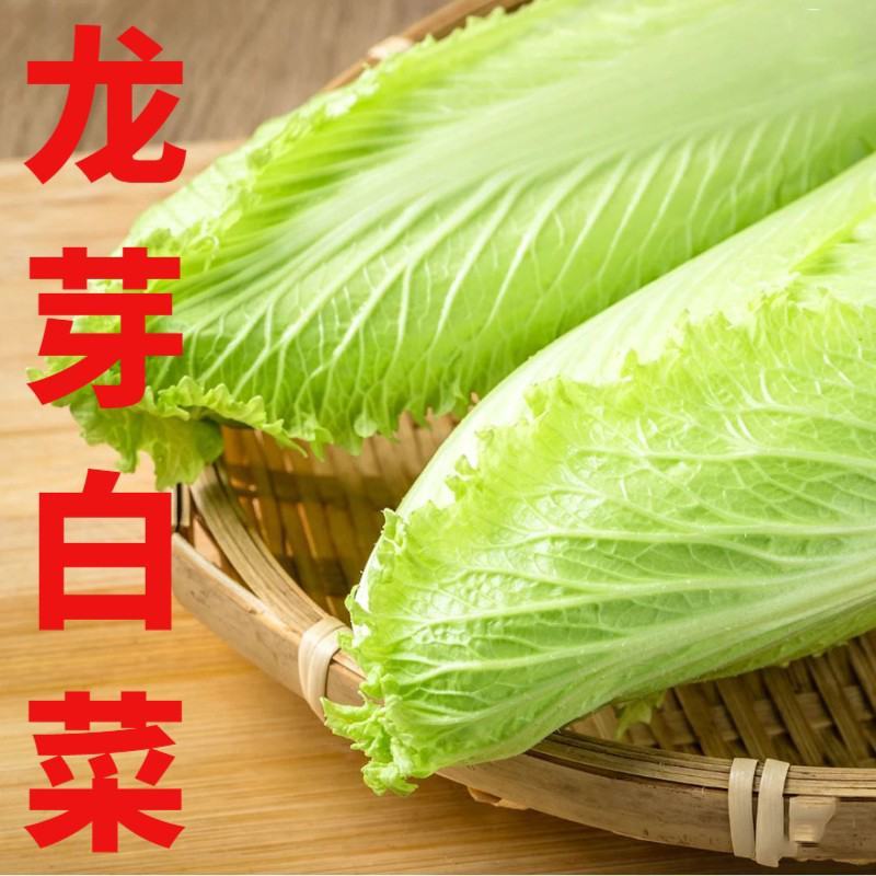 龙牙菜