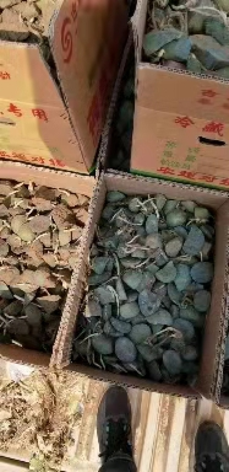 土豆芽，土豆芽，芽已育好，产量高，有要的联系，大量现货