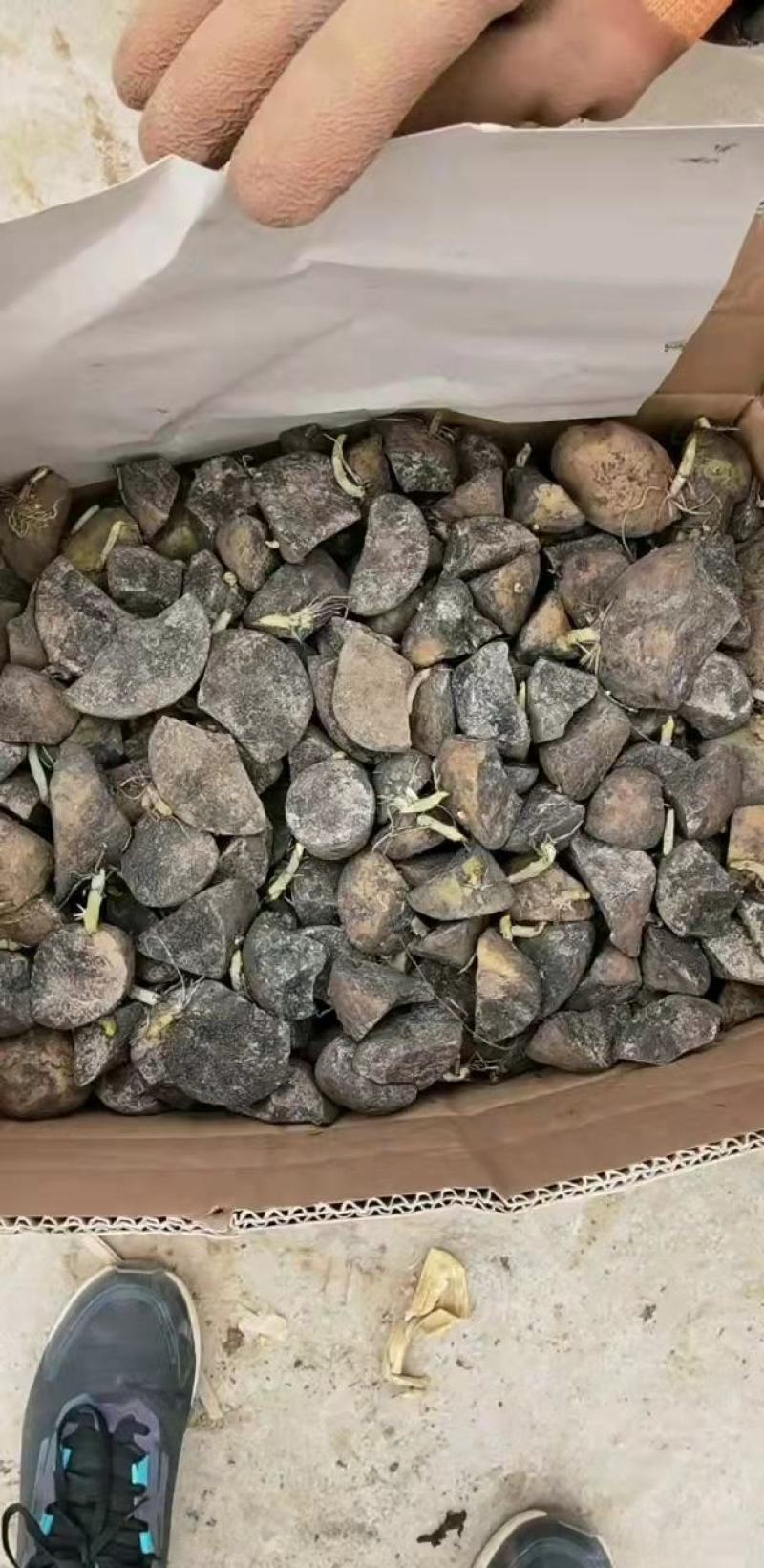 土豆芽，土豆芽，芽已育好，产量高，有要的联系，大量现货