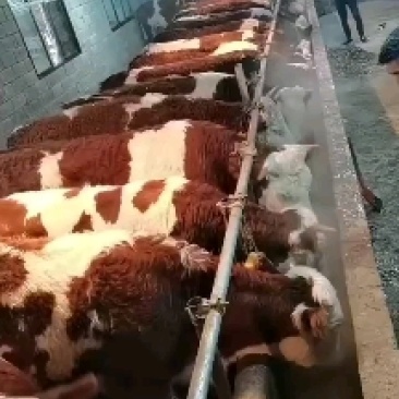 西门塔耳土牛黄安克丝牛菜牛
