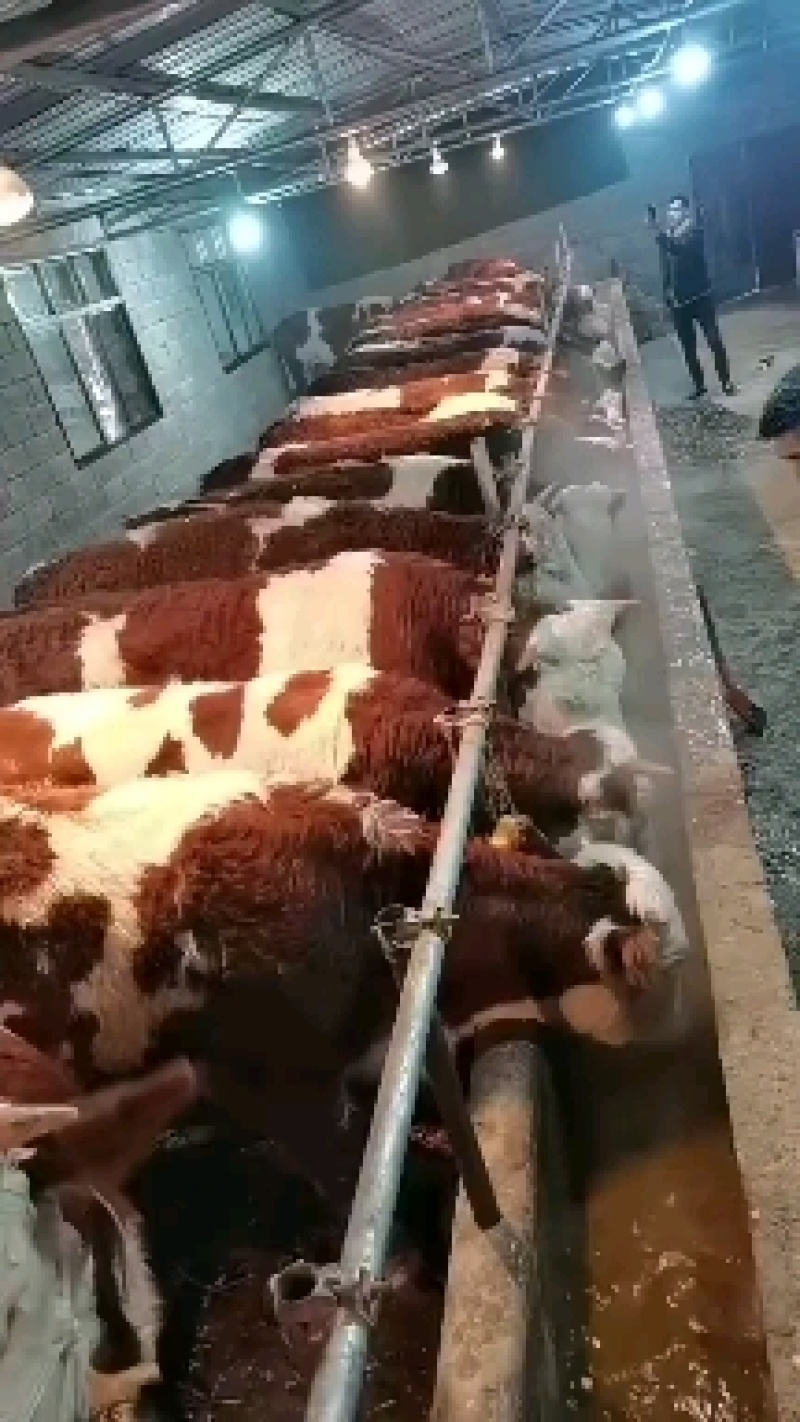 西门塔耳土牛黄安克丝牛菜牛