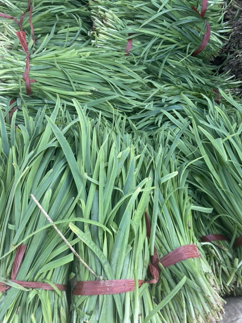 山西运城盐湖区万亩韭菜基地，精品韭菜，现货供应货源充足