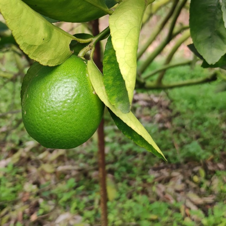 塔西提无籽青柠 正宗无籽青柠檬 薄皮爆汁无子青柠 塔希缇