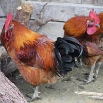 块大型青脚麻鸡受精种蛋快大型肉鸡土鸡种蛋可孵化小鸡