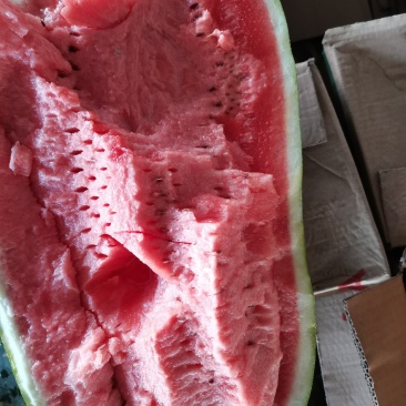 精品P2西瓜，质量保障，价格实惠，瓤红多汁糖份高