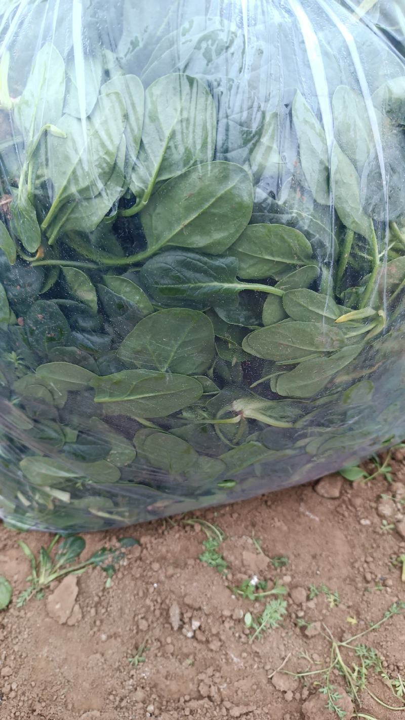 精品高杆黑叶菠菜！产地直发！货源充足！精品包装！欢迎订购