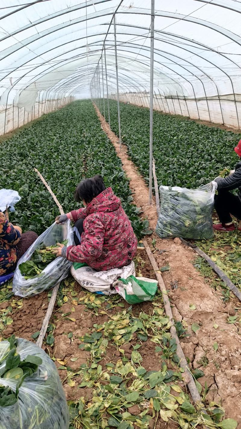 精品高杆黑叶菠菜！产地直发！货源充足！精品包装！欢迎订购