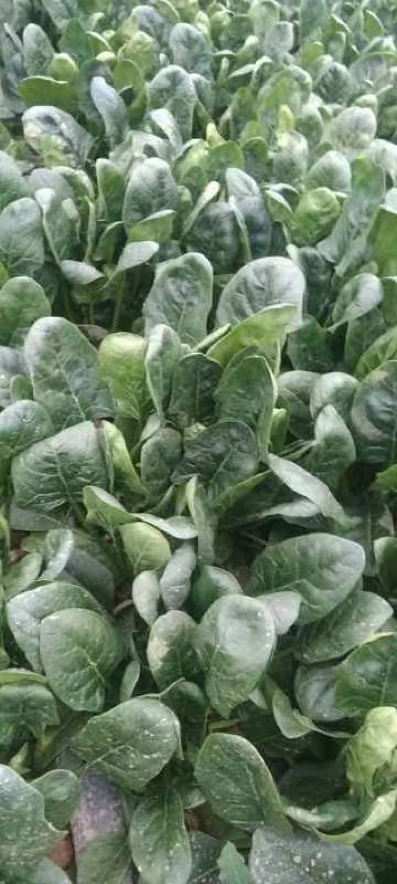 精品高杆黑叶菠菜！产地直发！货源充足！精品包装！欢迎订购