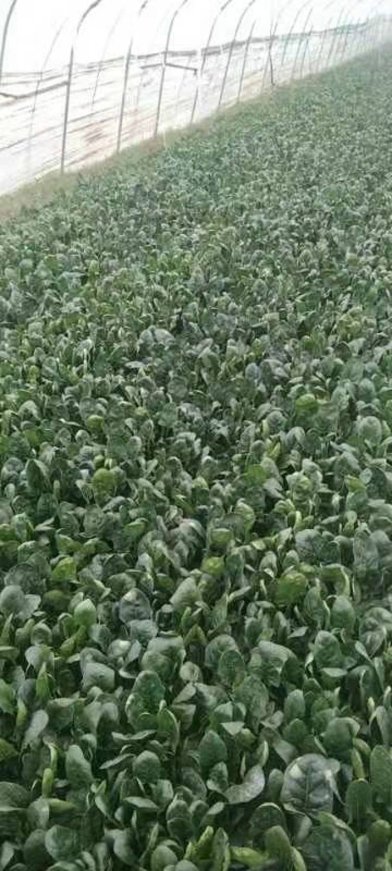 精品高杆黑叶菠菜！产地直发！货源充足！精品包装！欢迎订购