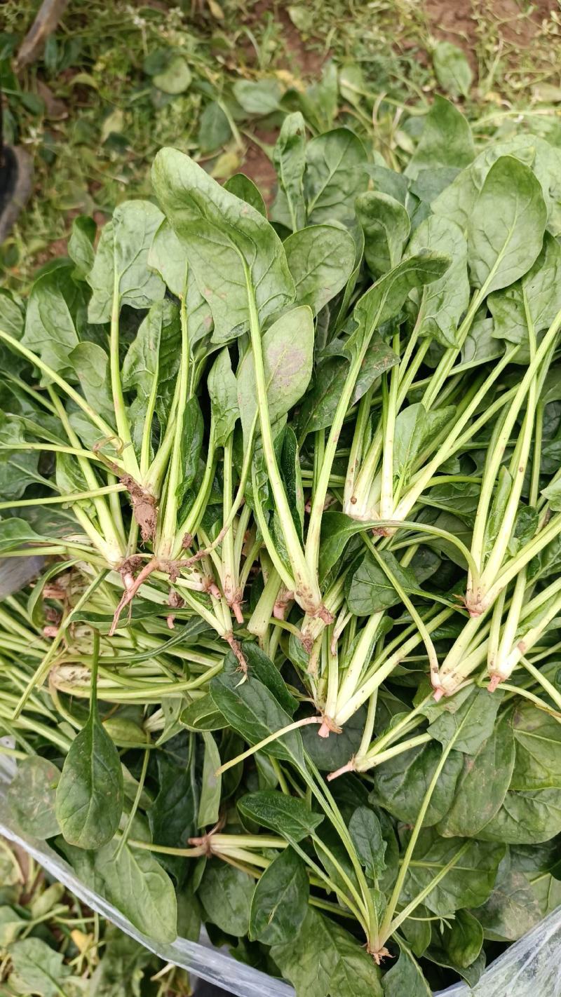 精品高杆黑叶菠菜！产地直发！货源充足！精品包装！欢迎订购