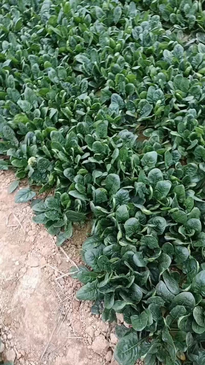 精品高杆黑叶菠菜！产地直发！货源充足！精品包装！欢迎订购