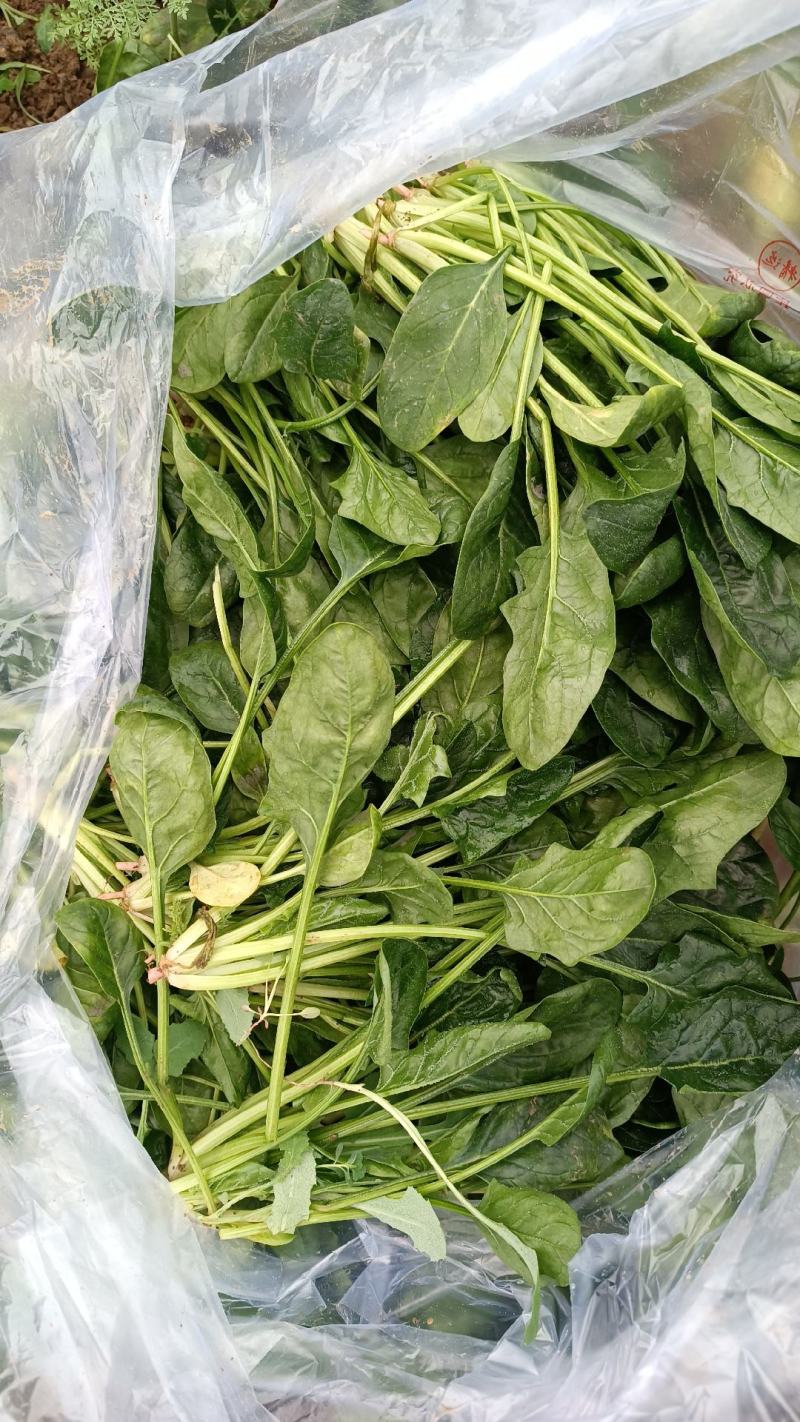 精品高杆黑叶菠菜！产地直发！货源充足！精品包装！欢迎订购