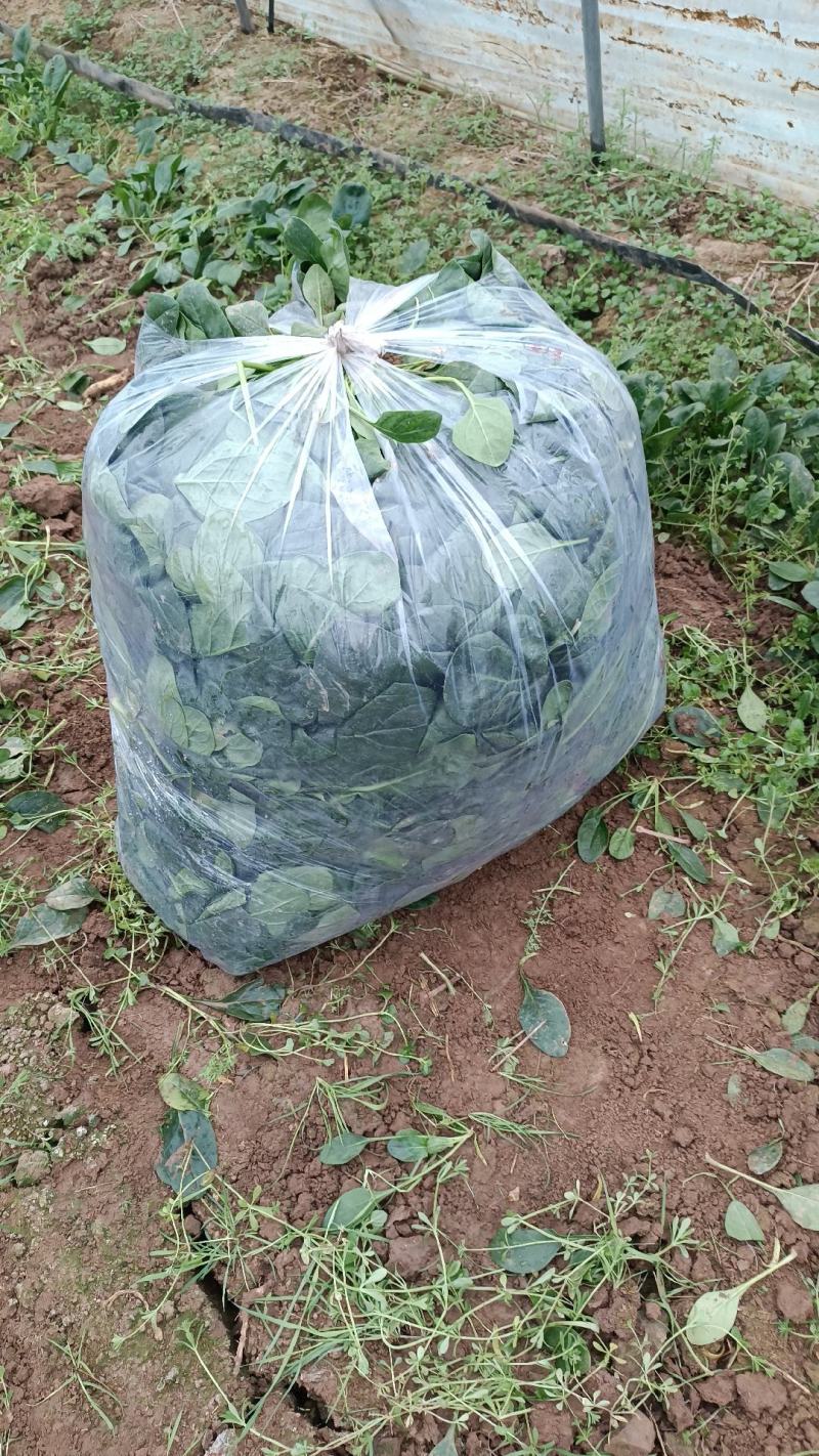 精品高杆黑叶菠菜！产地直发！货源充足！精品包装！欢迎订购