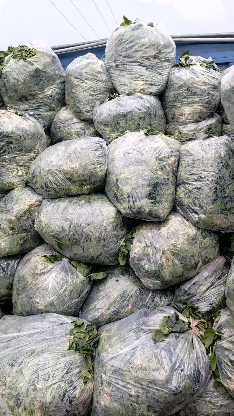 精品高杆黑叶菠菜！产地直发！货源充足！精品包装！欢迎订购
