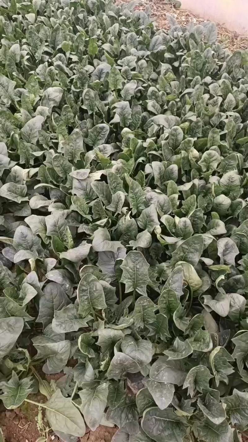精品高杆黑叶菠菜！产地直发！货源充足！精品包装！欢迎订购