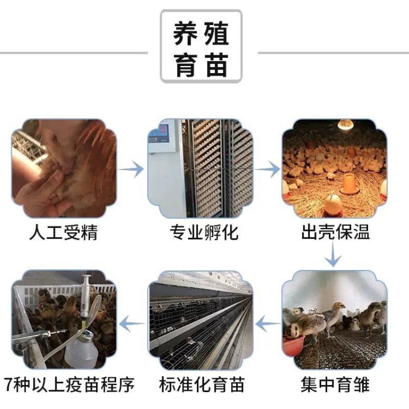 高产绿壳麻母苗包防疫包运输包成活率货到满意付款