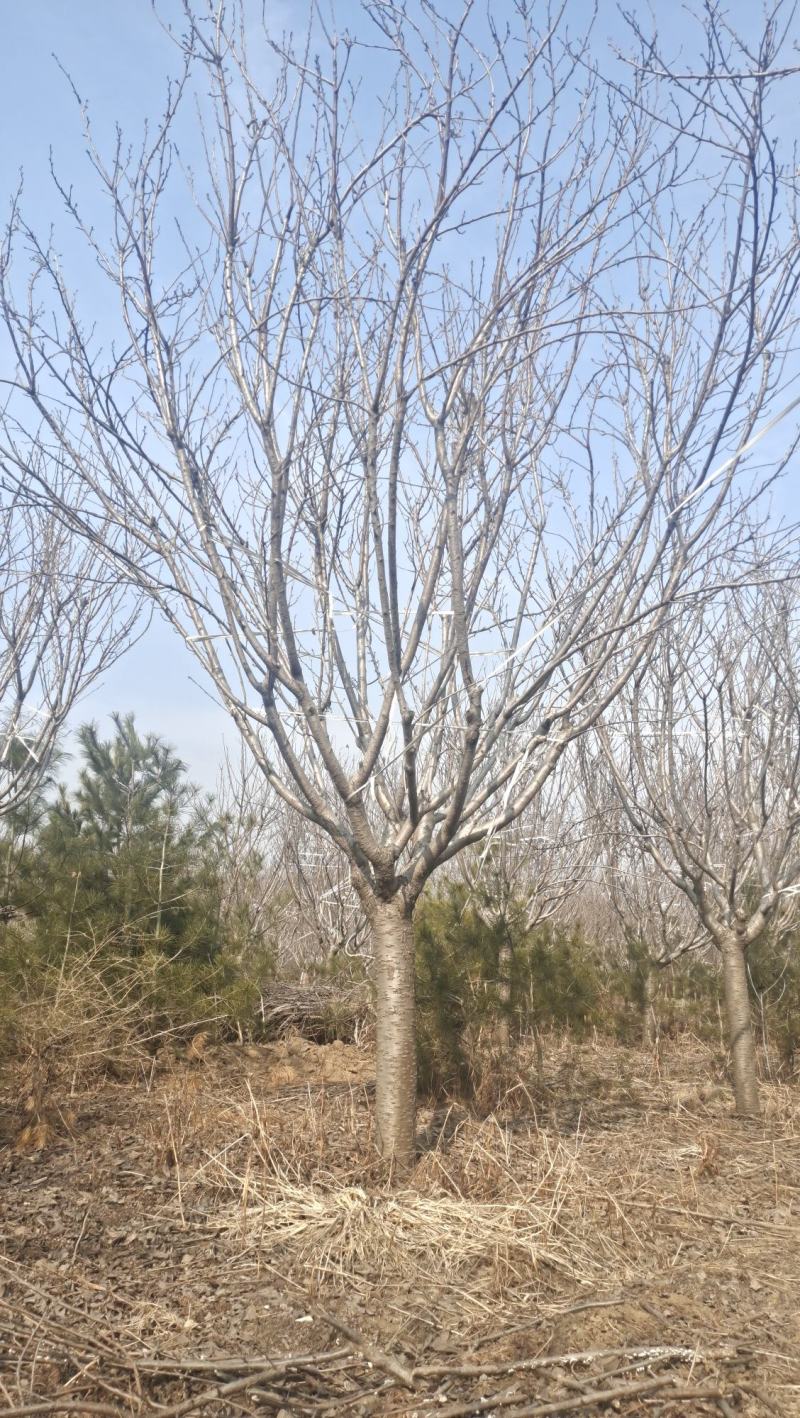 樱花