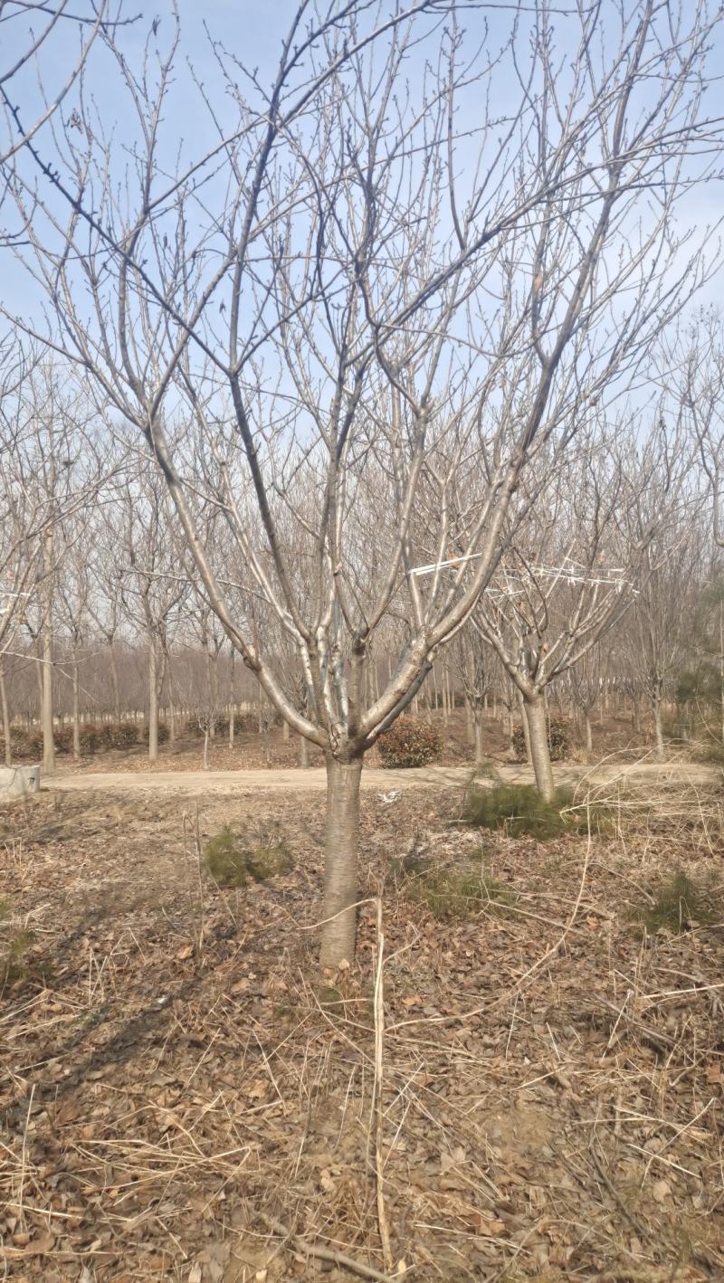 樱花