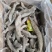 罗非鱼皮水发鱼皮新鲜鲫鲤皮香辣泡椒鱼凉拌烫涮火锅酒店商用