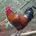 鸡种蛋快大型青脚血毛鸡受精种蛋大红公鸡受精蛋可孵化小鸡