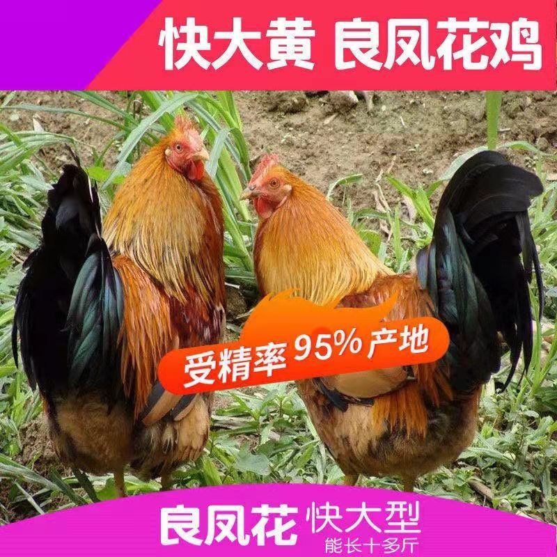 快大黄肉鸡良凤花受精种蛋土鸡蛋可孵化小鸡