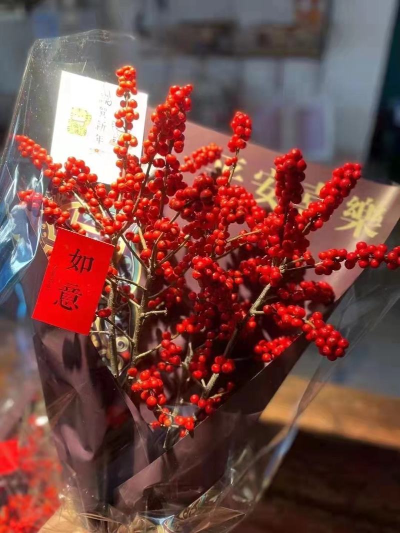 【热卖】带果北美冬青基地直销老桩盆栽观果树苗室外庭院植物