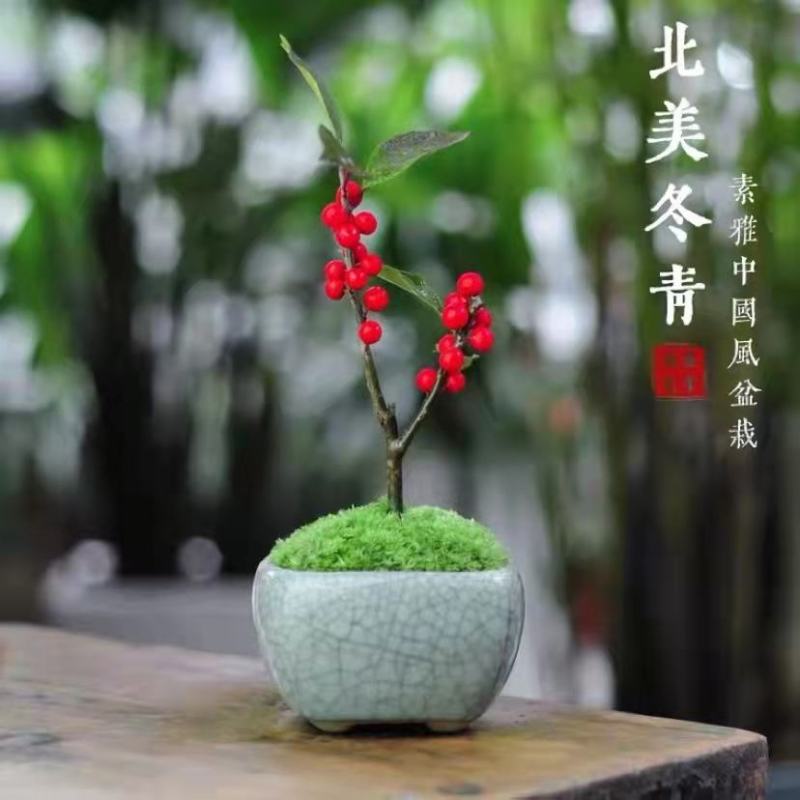 【热卖】带果北美冬青基地直销老桩盆栽观果树苗室外庭院植物
