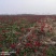 【热卖】带果北美冬青基地直销老桩盆栽观果树苗室外庭院植物