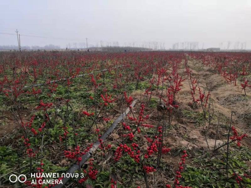 【热卖】带果北美冬青基地直销老桩盆栽观果树苗室外庭院植物