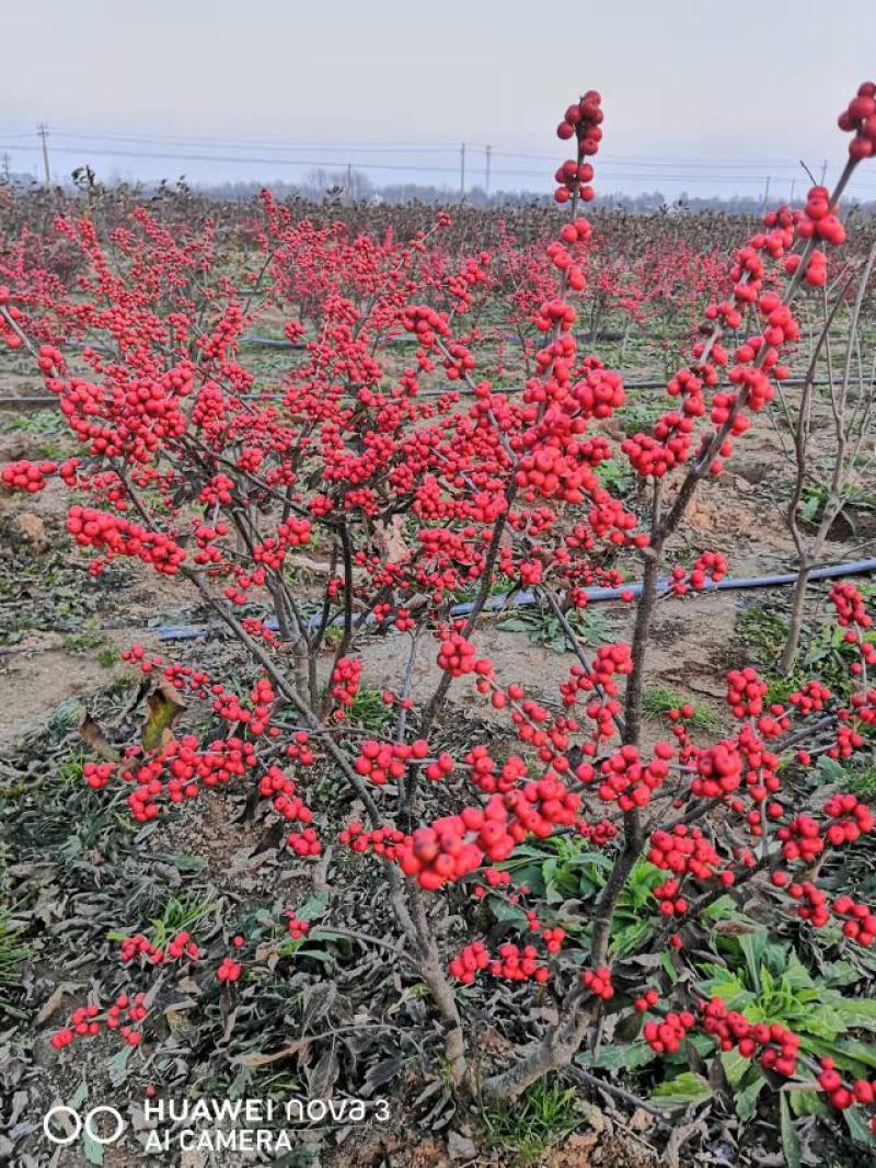 【热卖】带果北美冬青基地直销老桩盆栽观果树苗室外庭院植物