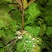 【热卖】带果北美冬青基地直销老桩盆栽观果树苗室外庭院植物