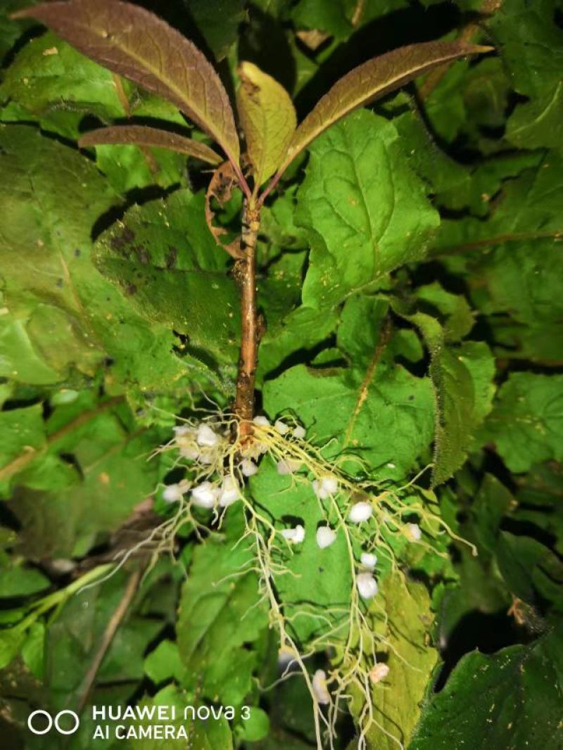 【热卖】带果北美冬青基地直销老桩盆栽观果树苗室外庭院植物