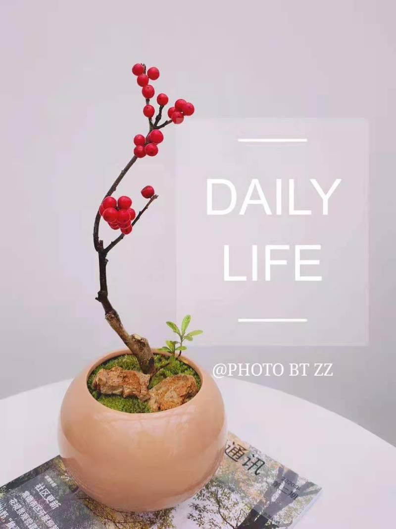 【热卖】带果北美冬青基地直销老桩盆栽观果树苗室外庭院植物