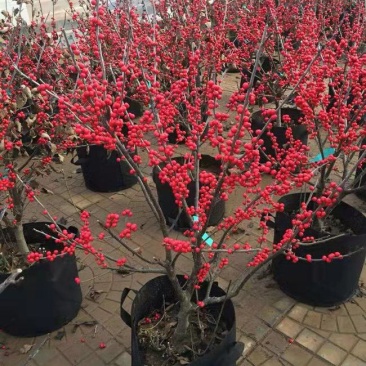【热卖】带果北美冬青基地直销老桩盆栽观果树苗室外庭院植物