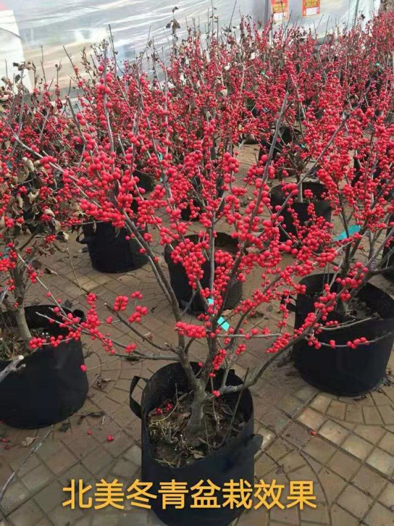 【热卖】带果北美冬青基地直销老桩盆栽观果树苗室外庭院植物